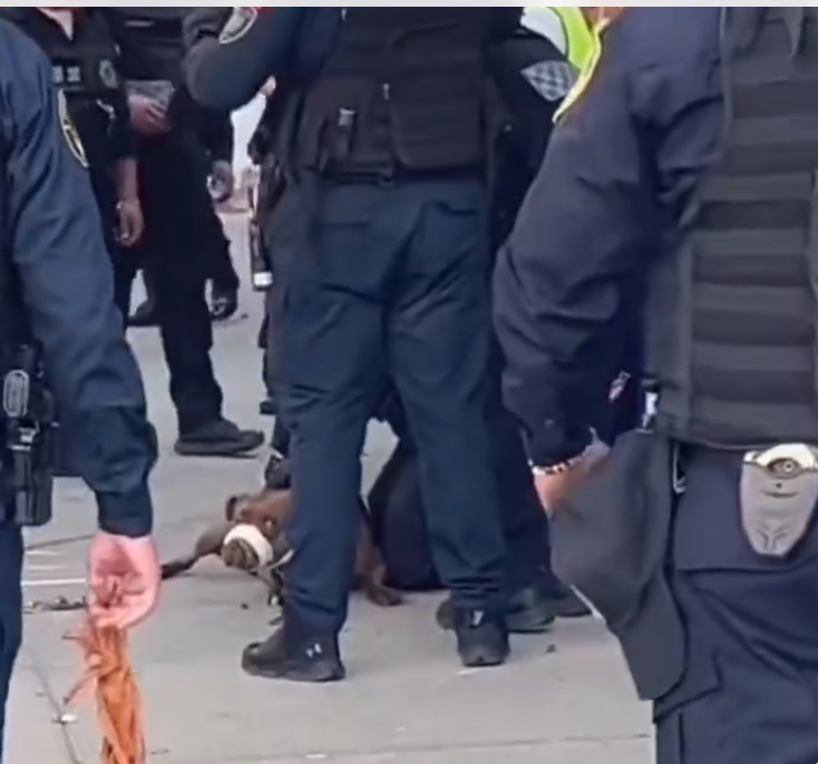 Operativo: 15 policías para detener un perro