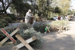 Con la finalidad de concretar acciones para preservar el medio ambiente, se terminó la trituración de 4 mil 17 árboles de navidad naturales recolectados en el programa “Árbol por Árbol” tras las fiestas de fin de año, informó la alcaldesa Lía Limón.