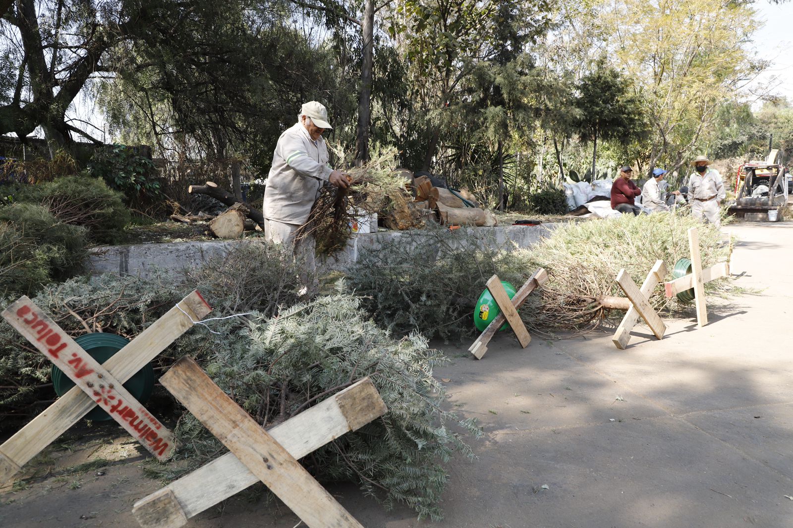 Recicla Álvaro Obregón más de 4 mil árboles navideños: Lía Limón Recicla Álvaro Obregón más de 4 mil árboles navideños: Lía Limón