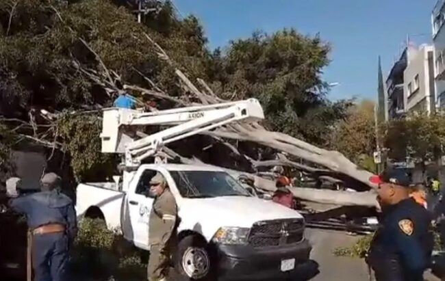 Cae árbol en calles de la Benito Juárez