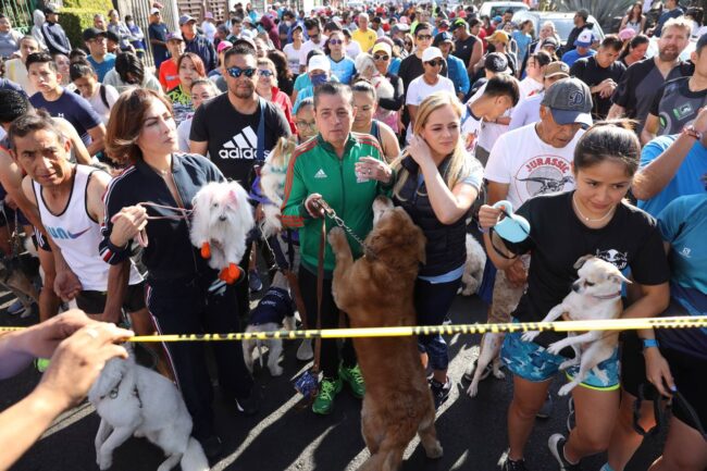 Participan cientos en Maratón Canino en Coyoacán