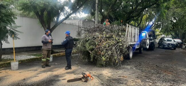 reforestacion urbana