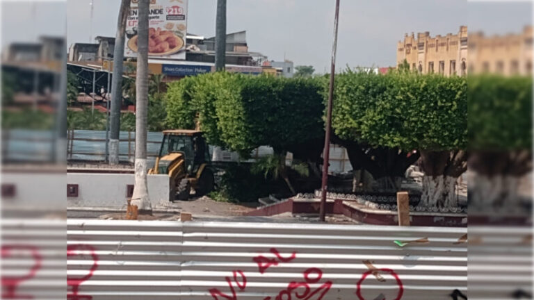 Alcaldesa de Tapachula es taladora de árboles