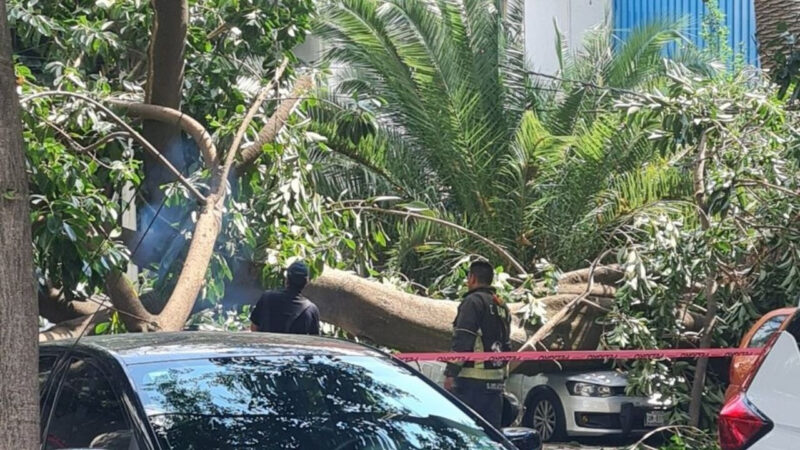 Árbol de 20 metros cae en la BJ y aplasta 4 autos