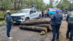 En el caso de la tala ilegal de árboles, gracias a una sólida estrategia con los gobiernos capitalinos y federal, el gobierno de la Alcaldesa Gabriela Osorio Hernández ha logrado erradicar 50 puntos de tala ilegal y desmantelado 14 aserraderos clandestinos.