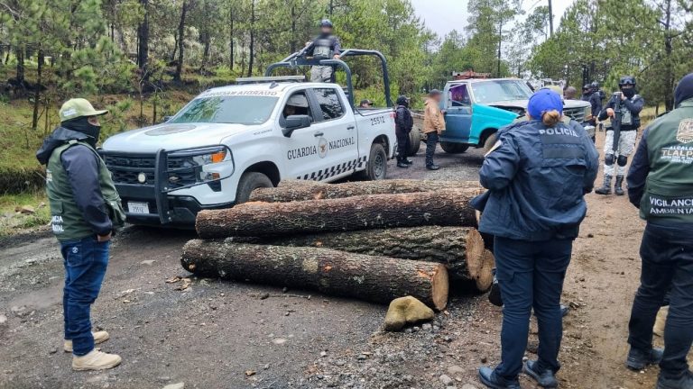 En el caso de la tala ilegal de árboles, gracias a una sólida estrategia con los gobiernos capitalinos y federal, el gobierno de la Alcaldesa Gabriela Osorio Hernández ha logrado erradicar 50 puntos de tala ilegal y desmantelado 14 aserraderos clandestinos.