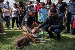 El jefe de Gobierno Martí Batres encabezó la presentación del proyecto “Ciudad de los Perros y de los Gatos”, que formará parte de la Brigada de Vigilancia Animal (BVA), perteneciente a la Secretaría de Seguridad Ciudadana (SSC), donde los animales abandonados podrán recuperarse física y emocionalmente para luego ser adoptados.
