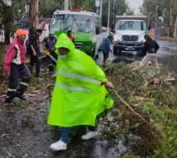 Atiende Coyoacán emergencia por lluvias con ráfagas de viento atípicas OK