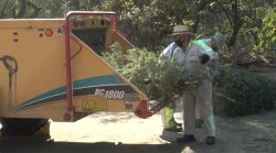 Inicia Lía Limón campana Árbol por Árbol 2024