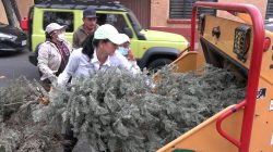 En el marco de las acciones para preservar el medio ambiente en la alcaldía, se recolectaron y procesaron 5 mil 10 árboles de Navidad naturales, mil más que en 2023, en el programa “Árbol por Árbol”, informó la alcaldesa Lía Limón. FOTO: Especial