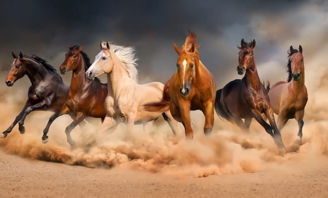Mil caballos desbocados Mil caballos desbocados