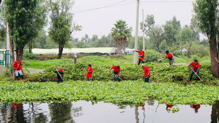 La alcaldesa Circe Camacho Bastida, la Alcaldía Xochimilco puso en marcha un programa intensivo de limpieza de canales y retiro de lirio acuático, como parte de una estrategia integral para recuperar el sistema de canales de la zona chinampera.