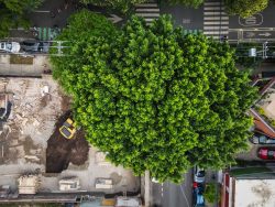 Vecinos de BJ acusan de ecocidio a inmobiliaria &#039;Núcleo Urbano&#039;