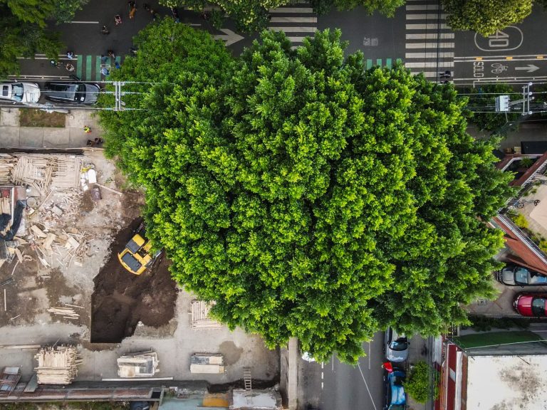 Vecinos de BJ acusan de ecocidio a inmobiliaria &#039;Núcleo Urbano&#039;