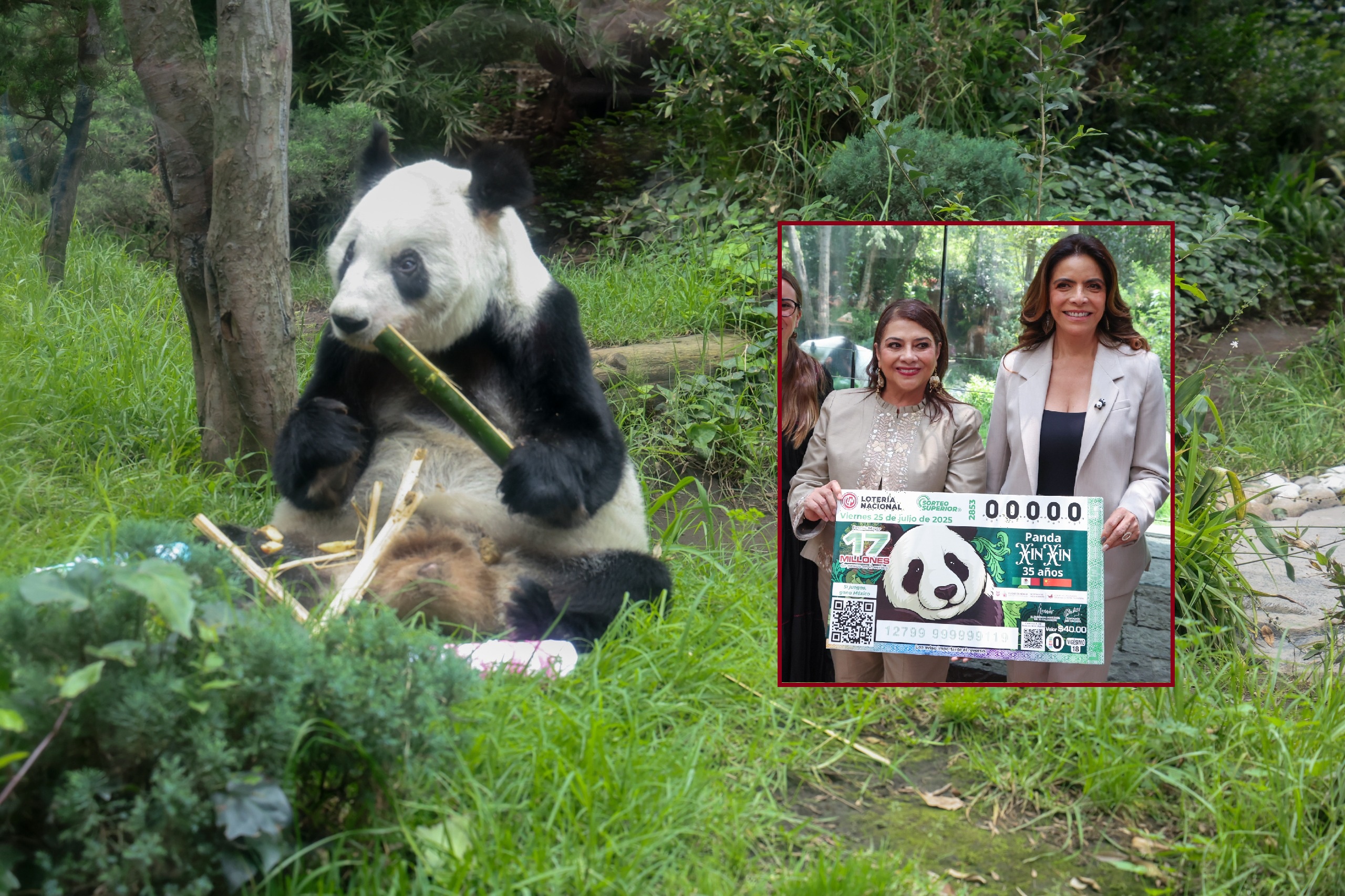 Rinden homenaje Xin Xin, la longeva panda de ‘100 años’ Rinden homenaje Xin Xin, la longeva panda de ‘100 años’